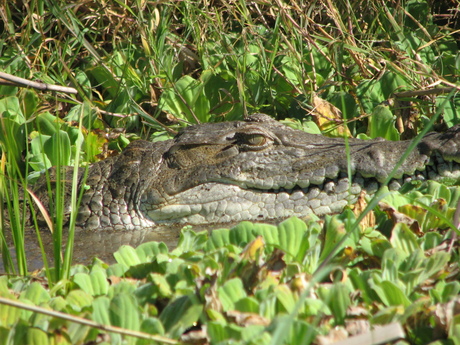 Krokodil in kenia