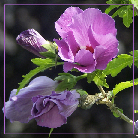 Hibiscus30x30.JPG