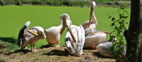 pelikanenfamilie