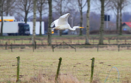 witte reiger