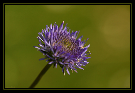 Ontluikende bloem