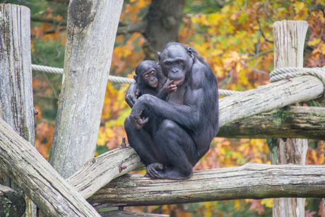 Bonobo aap