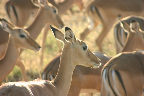 Impala's in Samuru