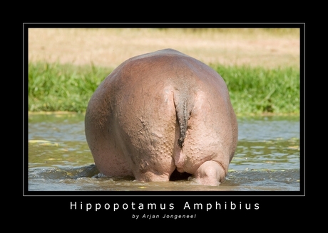 Hippo van een andere kant......
