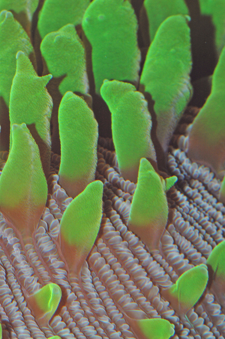 koraal (fungia)