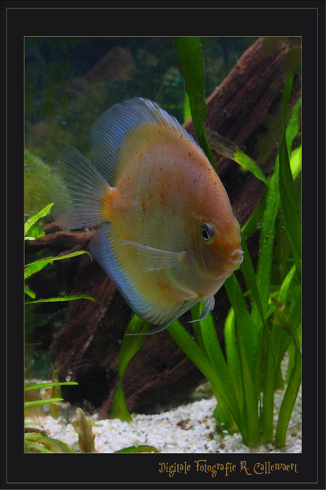 Discus