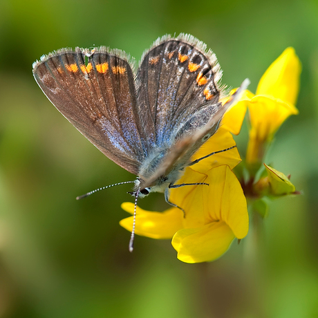 bruin blauwtje 2