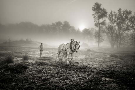 man met paard