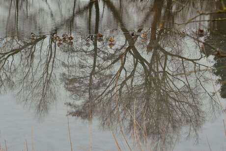 staan op het water.JPG