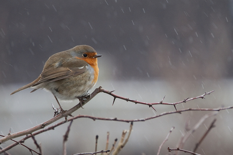 Winter Robin