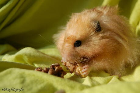 Hamster