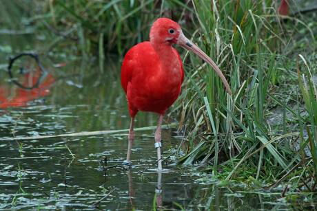 Mooie rode ibis in Blijdorp