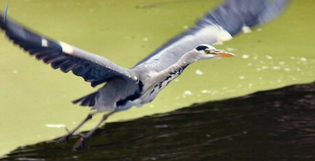 Reiger