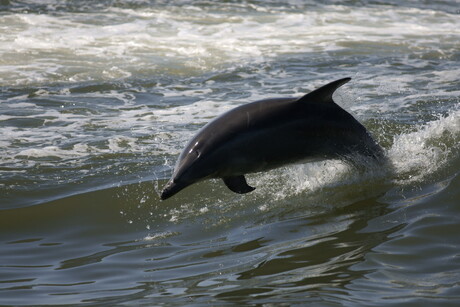 dartel dolfijn