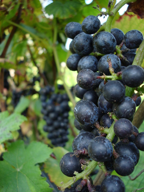 Wine-grapes
