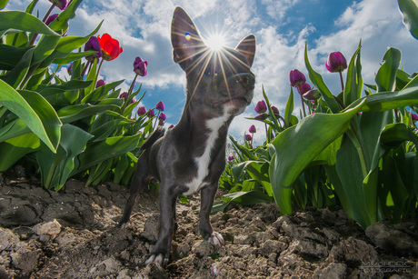 tegen de zon in (Pablo)