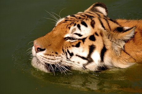 Coole tijger