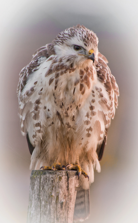 ***** Bolle Buizerd *****