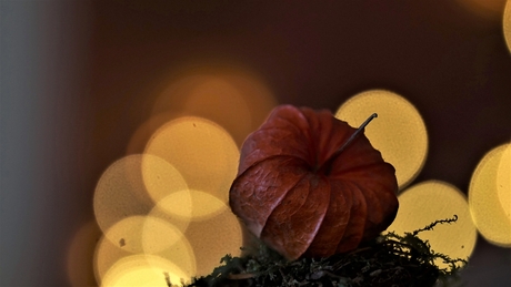 lampionnetje in het licht