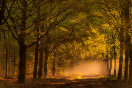 Zonsopkomst in het bos............