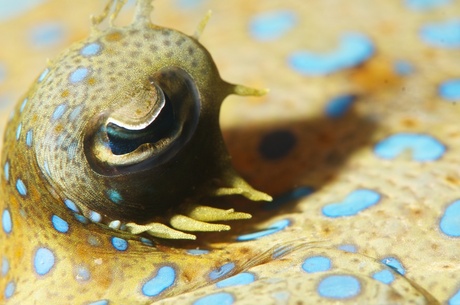 Peacock Flounder eye