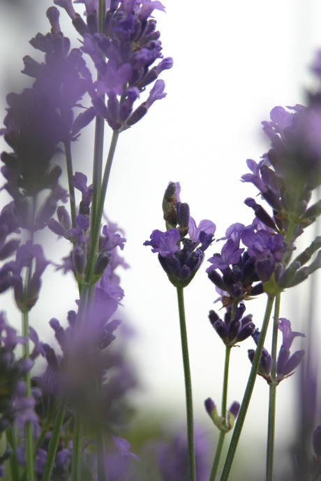 Lavendel 2