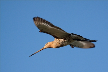 Grutto in vlucht