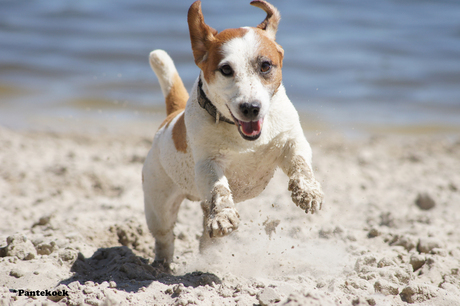 Jack Russel Milo