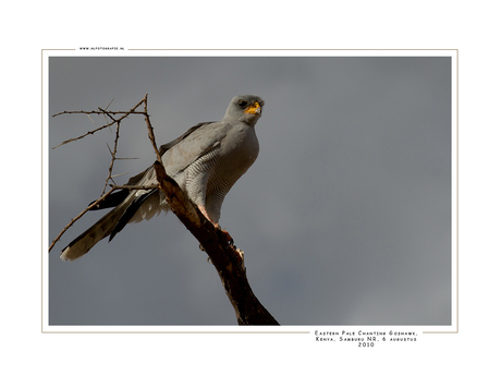 Eastern Pale Chanting Goshawk, Kenia