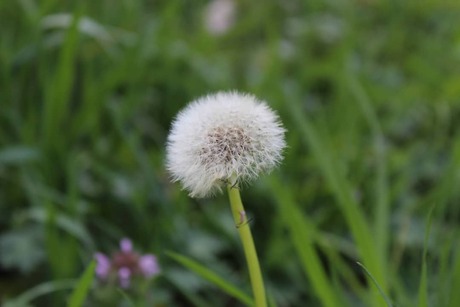 Uitgebloeide paardenbloem