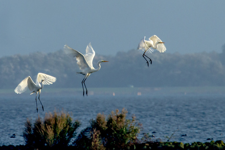 zilver reigers