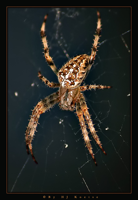 Spider 2