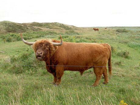 Trotse stier Texel