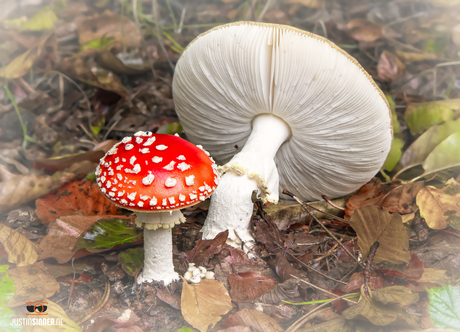 Vliegenzwam in het bos op Texel.