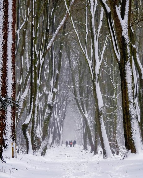 Dancing with trees