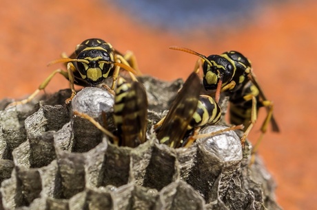 Een nestje van de Franse veldwesp (Polistes dominulus)