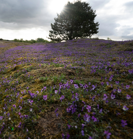 Kennemerduinen