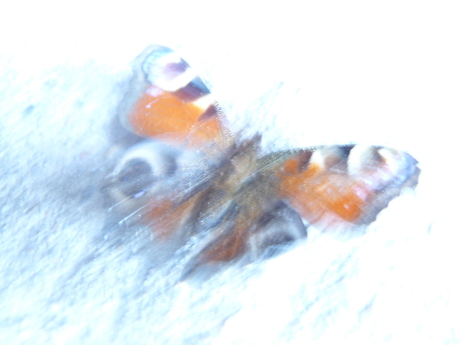 Abstracte Vlinder