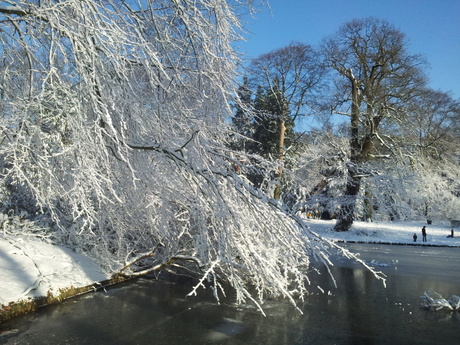 Besneeuwde takken