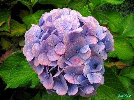 Hortensia