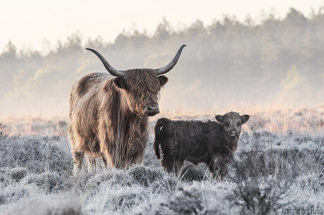 Highlander and Calf