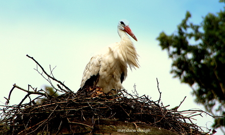 Hoog en droog