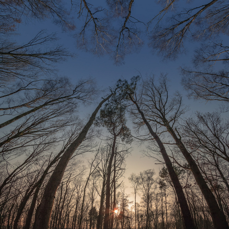 Zonsondergang in het bos