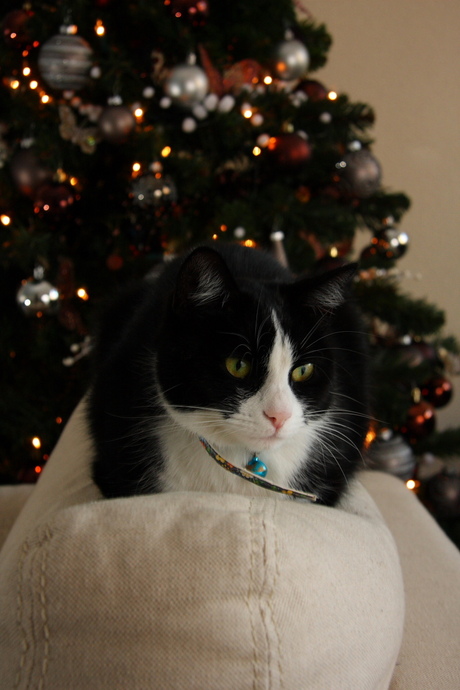 kerst poes