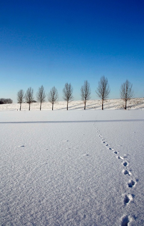 Footprints in the snow