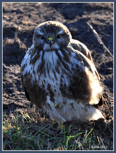 Mijn eerste Buizerd