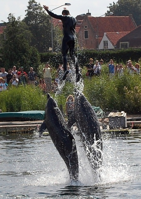 dolfijnen met een trainer