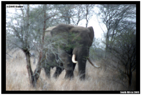 &quot;Vluchten&quot; voor olifant