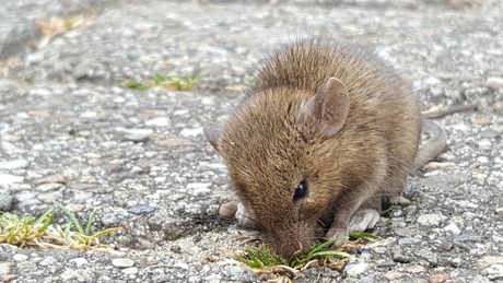 dit muisje heeft een...!