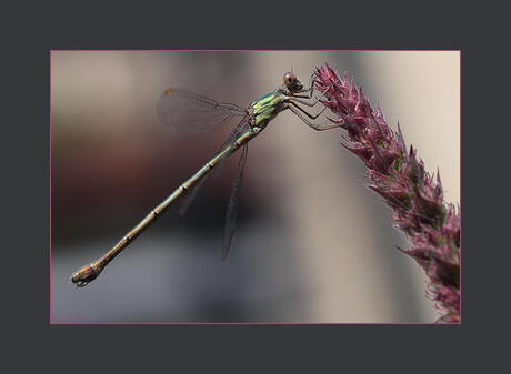 juffer op kattestaart